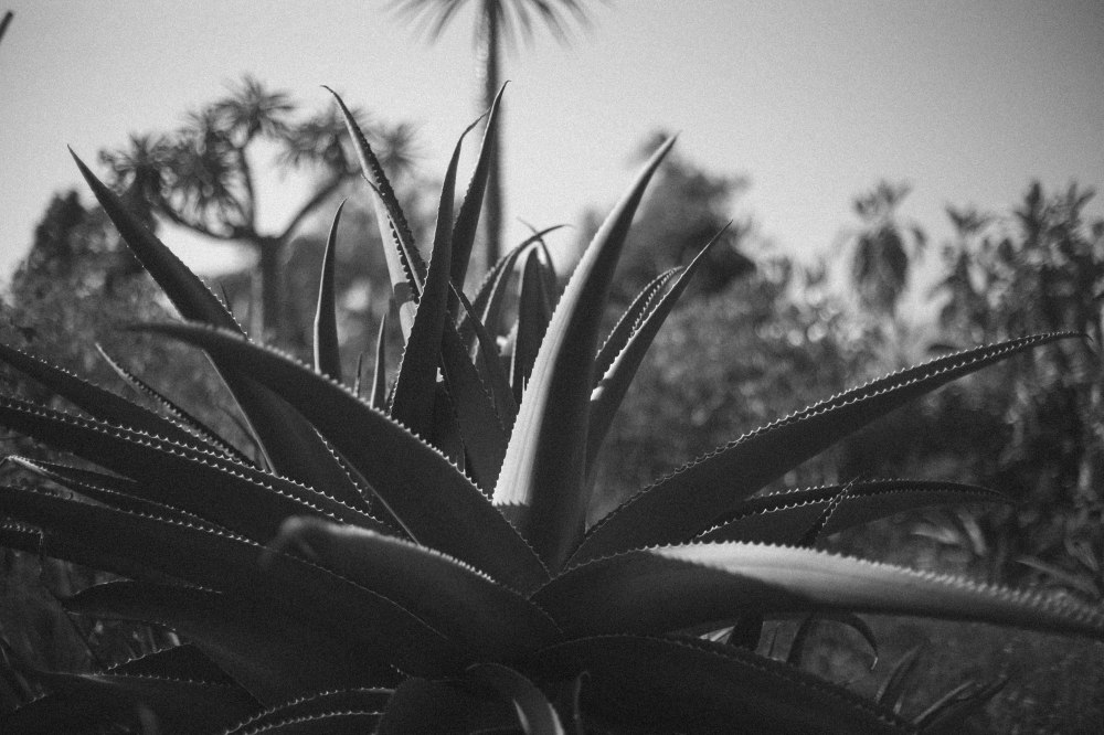 erinjoshengagment-121